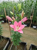 [4317 Saloniki VZ No01.JPG]